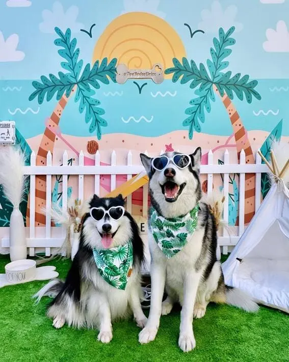 Dogs dressed in summer outfits with sunglasses.