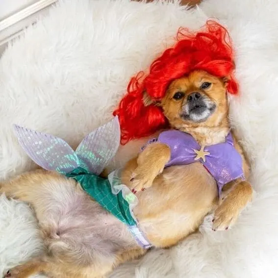 A dog dressed as a mermaid.
