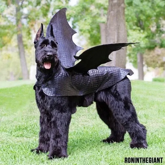 A dog dressed as a dragon.