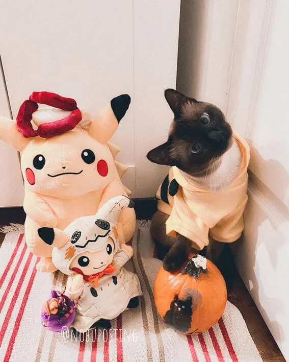 Cat dressed in a Pikachu-themed hoodie.