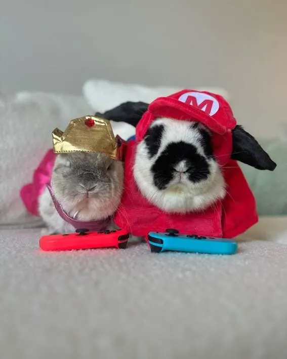 Bunny dressed as Mario.