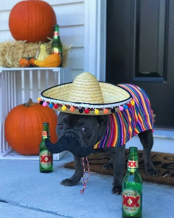 Dog dressed in a sombrero and poncho.
