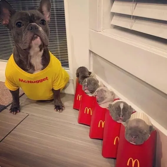 Dog dressed as a McNugget with puppies in fry boxes.