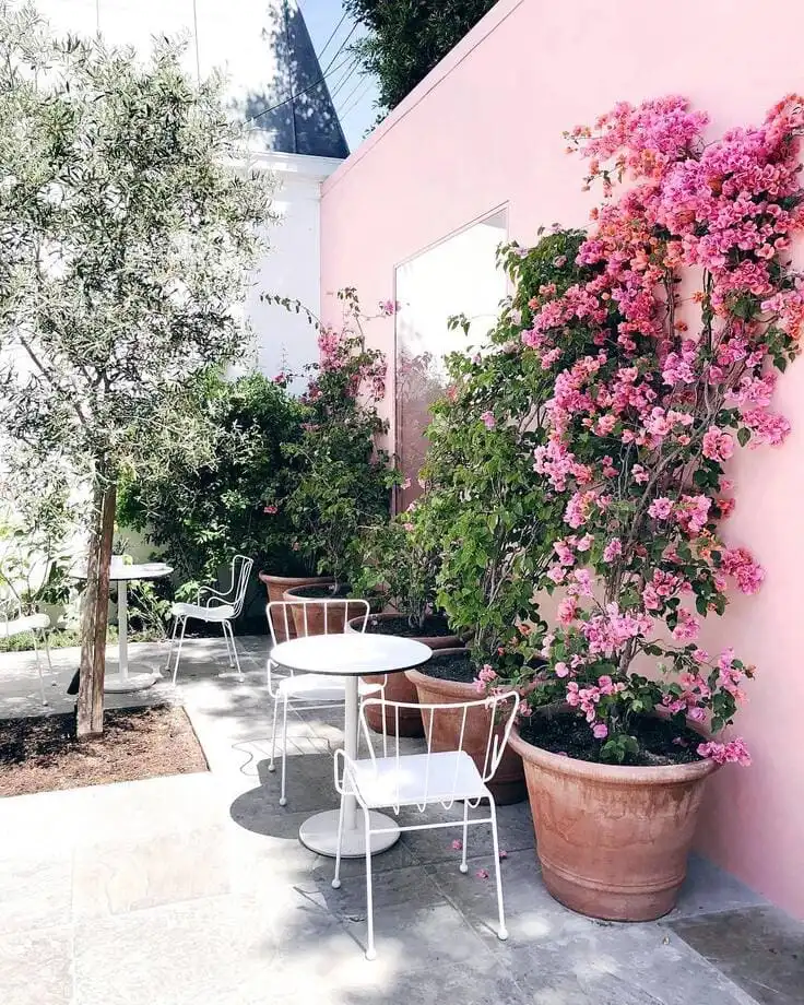 A peaceful courtyard with a pink wall, large potted bougainvillea, and white bistro tables and chairs surrounded by lush greenery.
