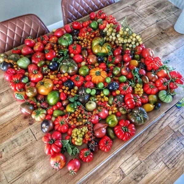 Colorful heirloom tomatoes spread across a rustic wooden dining table