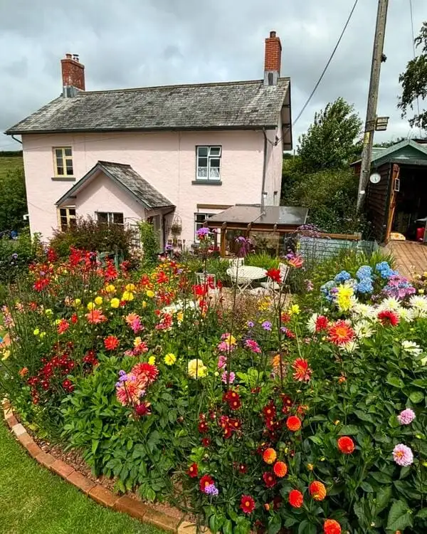Colorful English cottage garden blooming with dahlias and a pastel pink house