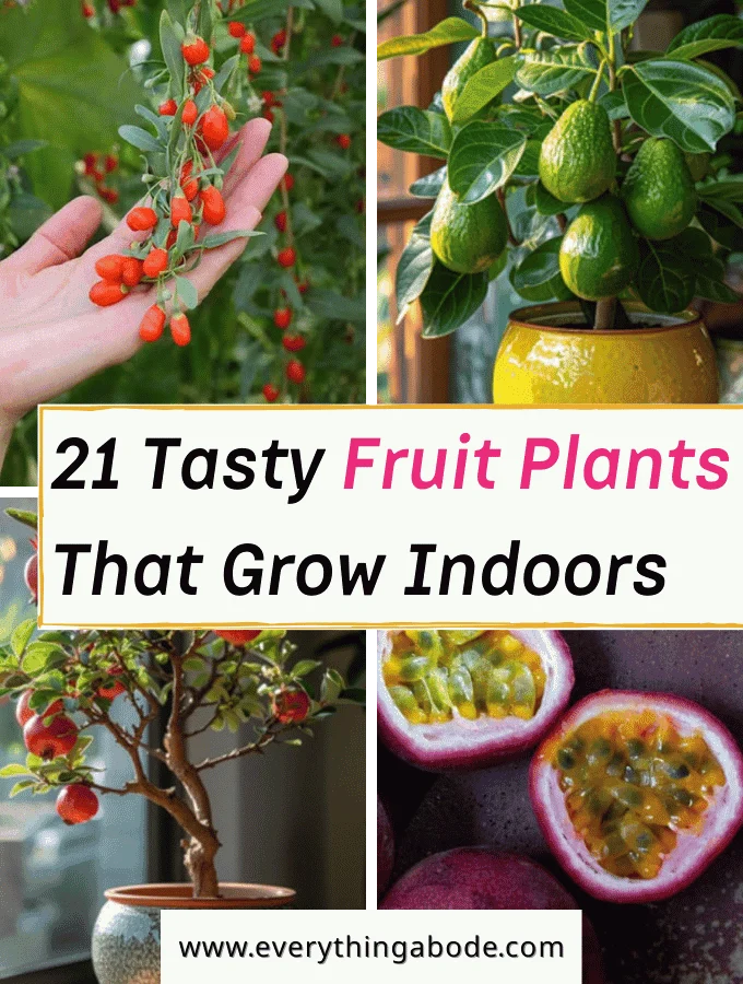 Fruiting House Plants