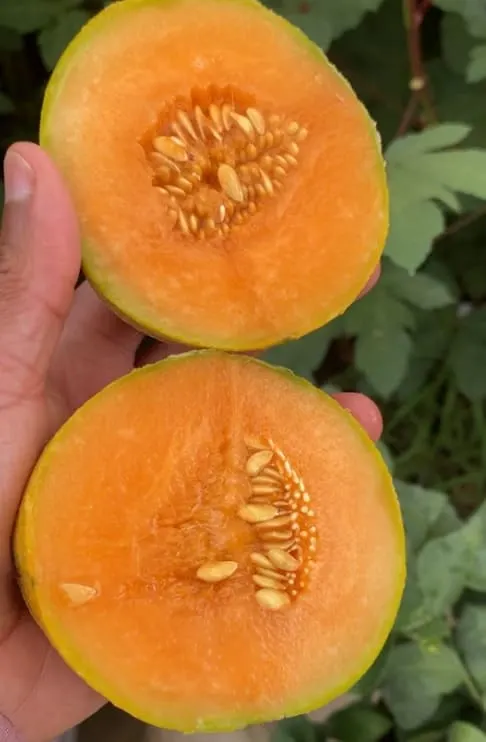 minnesota midget melon orange