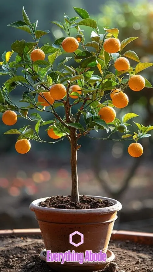 orange tree in pot