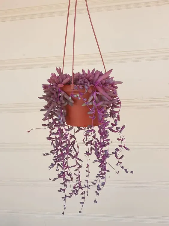 Othonna Capensis 'Ruby Necklace' house plant pink