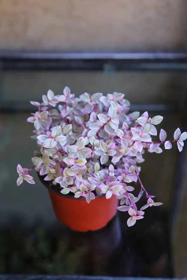 Pink Panther Callisia Repens plant