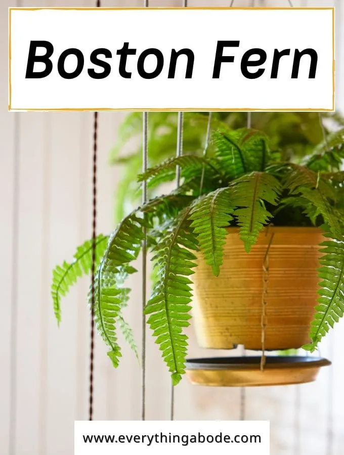 Boston Fern (Nephrolepis exaltata)