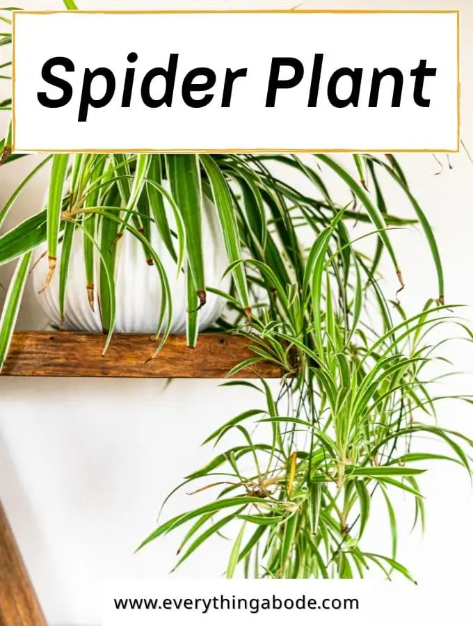 6. Spider Plant (Chlorophytum comosum)