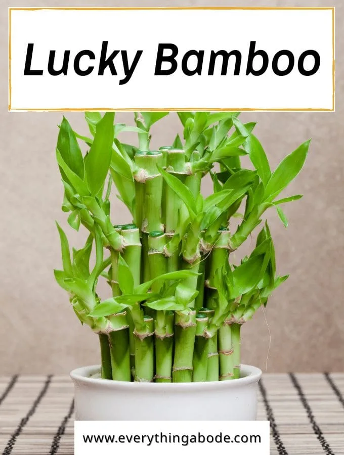 Lucky Bamboo (Dracaena sanderiana)