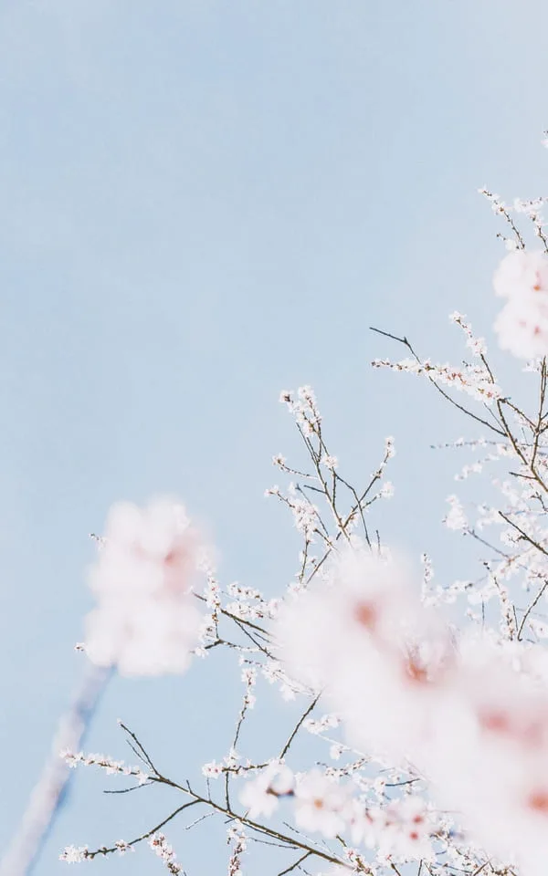 Crisp spring blue sky with pastel cherry blossoms