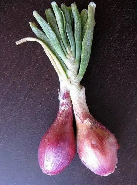 How to regrow Spring Onions in soil