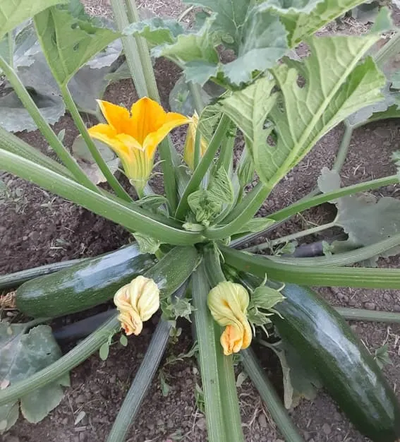 Zucchini plant beginner friendly to plant
