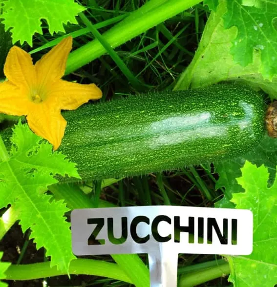 zucchini veggies marker